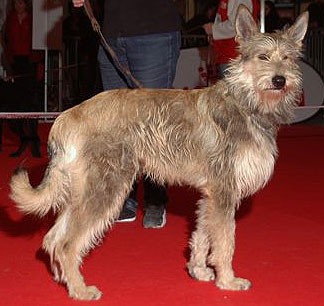 what a Berger Picard dog looks like