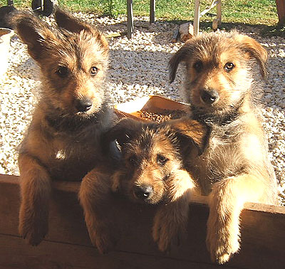 picardy shepherd puppies