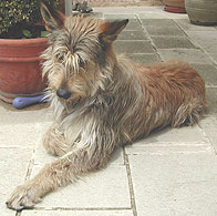 berger picard breed dog