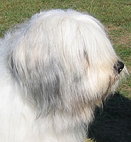 what a polish lowland sheep dog looks like