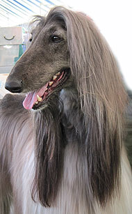 photo of an afghan hound