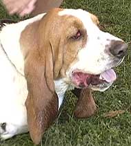 photo of a basset hound dog