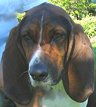 what a basset hound dog  looks like