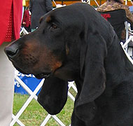 american black and tan coonhound
