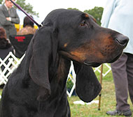 american black and tan coonhound