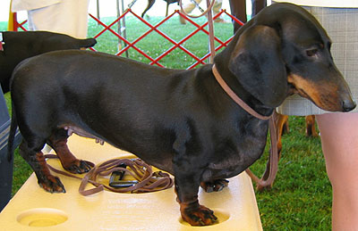 black and tan shorthaired dachshund hound dog