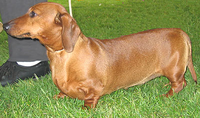 photo of a shorthaired dachshund dog