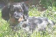 Parti-color (Double-Dapple) Dachshund Puppy