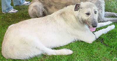 photo of an irish wolfhound dog
