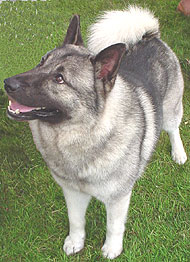 norwegian elkhound dog