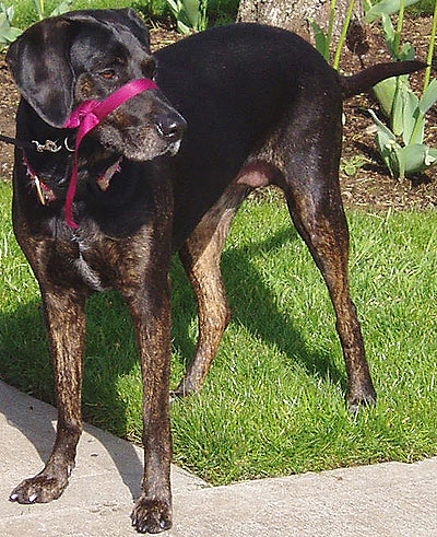 photo of adult plott hound