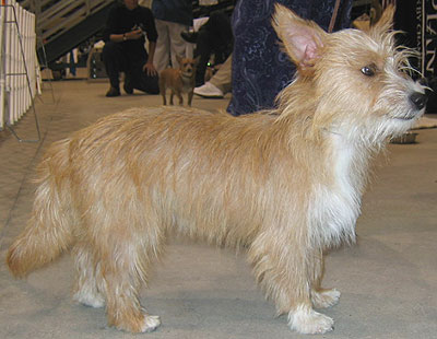wirehaired portuguese podengo pequeno dog