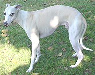 whippet dog breed adult