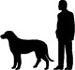 height of a polish greyhound dog