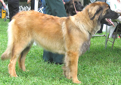 leonberger dog
