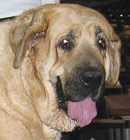 what a spanish mastiff dog looks like