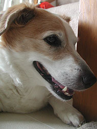 Beagle Samoyed mixed breed dog