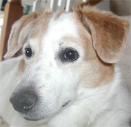Beagle Samoyed mixed breed dog