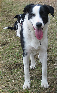 border collie retriever mixed breed dog
