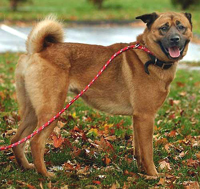 chow chow boxer mixed breed dog