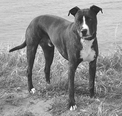 pitbull border collie mixed breed dog