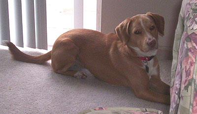 beagle mixed breed dog