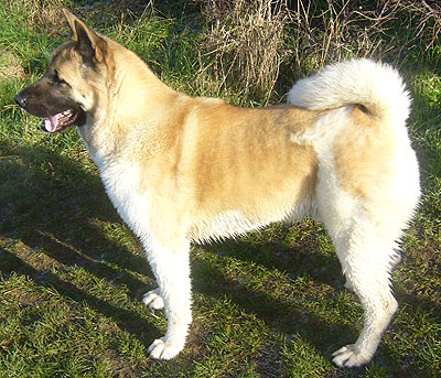 tosa akita inu mixed breed dog - online 