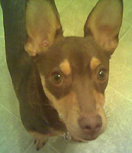 chihuahua dachshund mixed breed dog