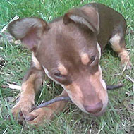 chihuahua dachshund mixed breed dog