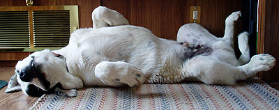 German Shepherd, Border Collie & Labrador Retriever, Dalmation mixed breed dog