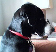 Labrador Retriever Boxer mixed breed dog