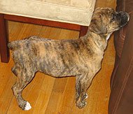 Boxer French Mastiff mixed breed dog