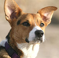 Pembroke Welsh Corgi Jack Russell Terrier dog