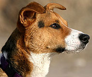 Pembroke Welsh Corgi Jack Russell Terrier dog