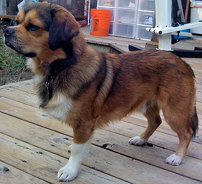 Beagle Tibetan Spaniel dog
