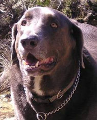 Labrador Retriever Weimaraner mixed breed dog