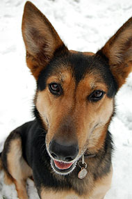 german shepherd collie mixed breed dog - online dog encyclopedia - dogs