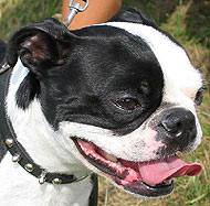 photo of a boston terrier dog