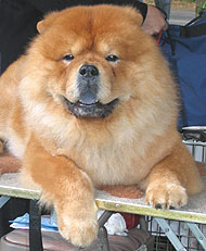 photo of chow chow dog