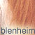 blenheim dog coat color