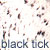 black tick dog coat color