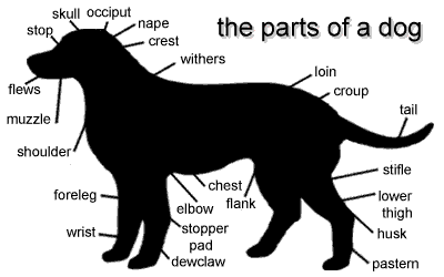 parts of a dog