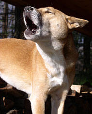 New Guinea Singing Dog