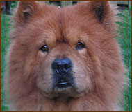 photo of chow chow dog