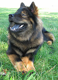 photo of a eurasier dog