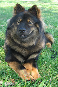 photo of a eurasier dog