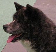 Japanese Akita dog