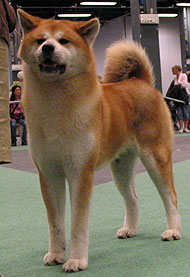 Japanese Akita dog