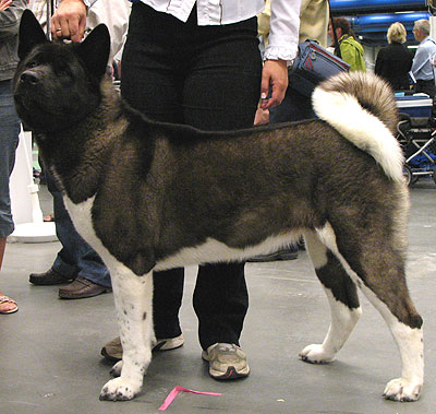 Japanese American Akita dog