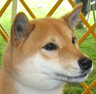 photo of shiba inu dog